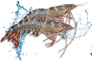 Les exportations de crevettes visent 4,3 milliards de dollars en 2025