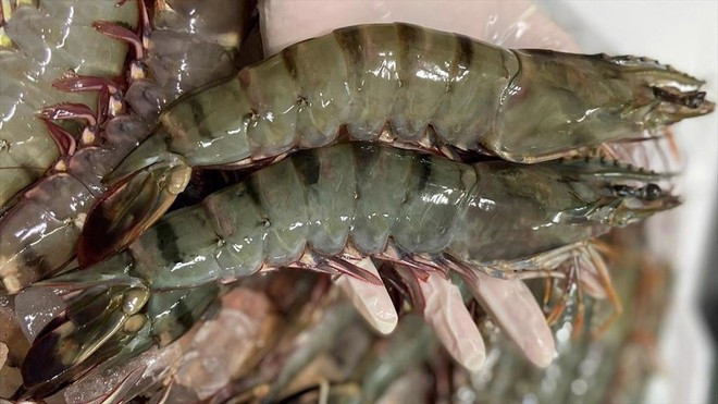 La crevette continue d’être un produit d’exportation phare, avec un chiffre d’affaires à l’exportation atteignant 2,49 milliards de dollars au cours des sept premiers mois de l’année, soit une hausse de 23,6 %. Photo: VietnamPlus tom.jpg
