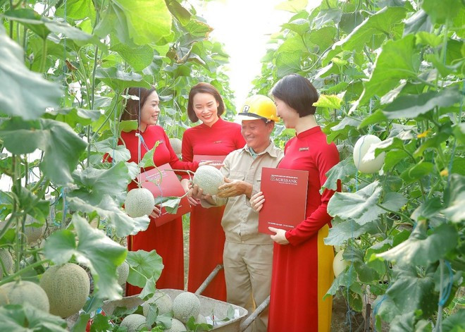 Agribank est également l’une des banques qui consacrent un nombre important de capitaux au secteur de l’agriculture verte. Photo: VietnamPlus agribank-anh-2.jpg