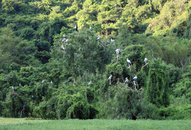 Dans le sanctuaire préservé de Thung Nham, les oiseaux déploient librement leur beauté naturelle. Photo : VNA ninh-binh-6.jpg