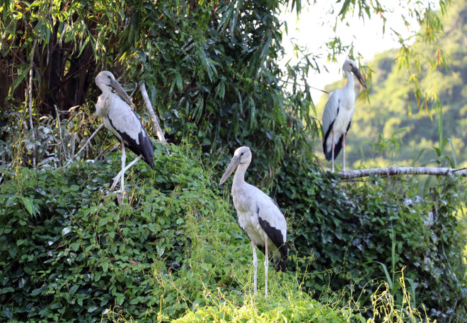 La gestion et la conservation du jardin ornithologique de Thung Nham font l’objet d’une protection stricte. Toute activité de chasse, de capture ou de perturbation des oiseaux, de même que toute atteinte à leur habitat naturel, y est formellement interdite. Ces règles visent à préserver durablement un écosystème unique et à promouvoir un modèle de tourisme responsable, en harmonie avec la nature.Photo : VNA ninh-binh-3.jpg