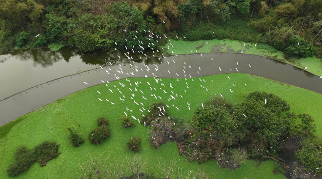 Dans ce sanctuaire préservé, les mouvements et les chants des oiseaux composent un spectacle naturel grandiose, empreint d’authenticité et de vitalité.Photo : VNA ninh-binh-4-ava.jpg