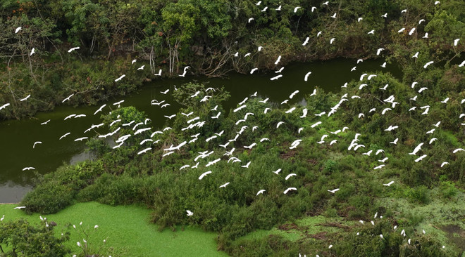 Pendant la haute saison de reproduction, qui s’étend d’août à avril selon le calendrier lunaire, le Jardin ornithologique accueille des dizaines de milliers d’individus. Le va-et-vient incessant des oiseaux offre aux visiteurs un spectacle grandiose, à la fois vibrant et empreint de sérénité. Photo : VNA ninh-binh-1.jpg
