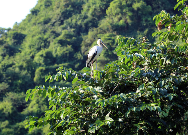 Toute forme de chasse, de capture ou de perturbation des oiseaux, de même que la destruction de leur habitat naturel, y est formellement interdite. Ces mesures visent à protéger durablement un écosystème exceptionnel et à encourager un tourisme respectueux de la nature. Photo : VNA ninh-binh-5.jpg