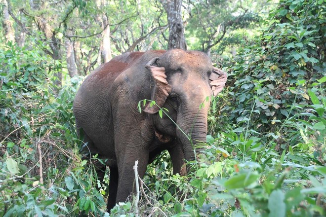 Les éléphants d’Asie et d’Afrique sont protégés au plus haut niveau de la CITES (Annexe I). Photo: VietnamPlus nga-voi-23.jpg
