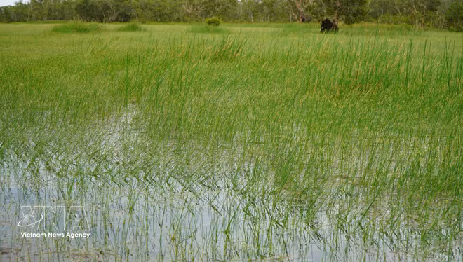 Son écosystème se caractérise par des prairies inondées saisonnièrement, associées à des espèces végétales endémiques telles que le năng kim, le riz sauvage et les forêts de cajeputiers, formant un habitat propice à la nidification et à l’alimentation des oiseaux d’eau. Photo: VNA vnanet-potal-dong-thap-he-sinh-thai-dat-ngap-nuoc-o-vuon-quoc-gia-tram-chim-8677779-1.jpg