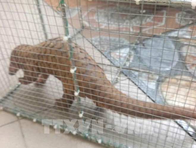 Le 29 juillet, les gardes forestiers de la province centrale de Quang Tri ont reçu d’un habitant un pangolin de Java, une espèce classée en danger critique d’extinction. Photo : VNA 143506-nguoi-dan-quang-tri-ban-giao-1-ca-the-te-te-java-cho-hat-kiem-lam.jpg