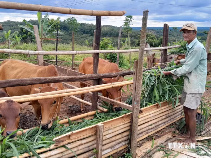 Un ménage du district frontalier de Bu Gia Map reçoit des vaches pour développer l'élevage. Photo : VNA