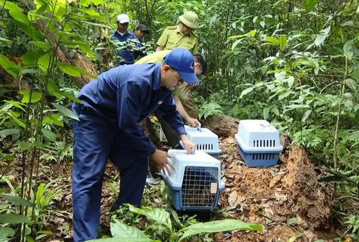 Plus de 20 animaux sauvages rares sont relâchés dans la nature. Photo: Internet