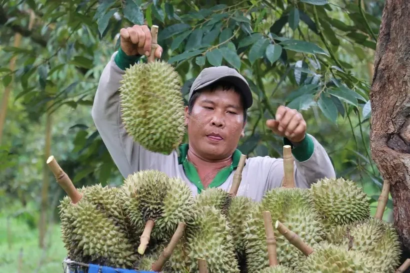 Le Vietnam atteint son objectif d’exportation de fruits et légumes