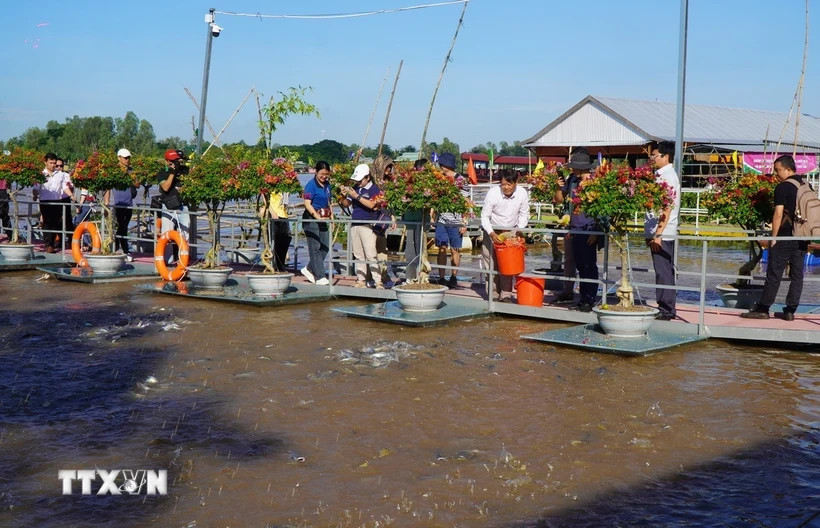 Les touristes visitent une ferme d'élevage de poissons dans la ville de Hong Ngu, province de Dong Thap. Photo: VNA