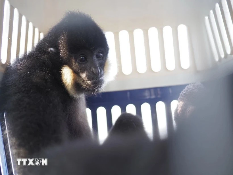Le parc national de Cuc Phuong sauve un gibbon rare