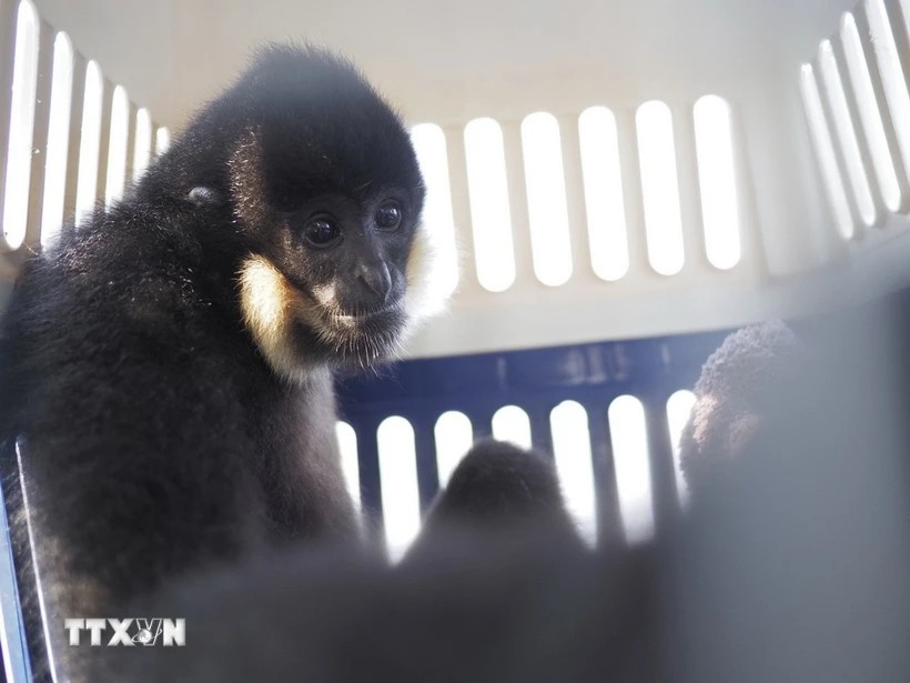 Le parc national de Cuc Phuong sauve un gibbon rare