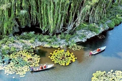 Des touristes visitent la forêt de cajeputiers à Dong Thap Muoi, à Long An. Photo : nhandan.vn