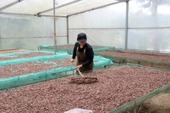 Transformation de cacao à “Bản Cacao”. Photo : VNA