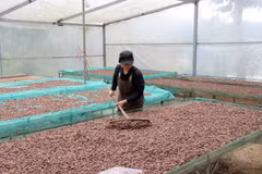 Transformation de cacao à “Bản Cacao”. Photo : VNA