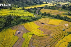 Les champs en terrasses dans le district frontalier de Muong Nhe, Dien Bien. Photo : Xuan Tu - VNA