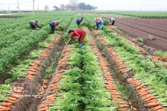 La Résolution n°57 stimule la production à grande échelle des cultures principales