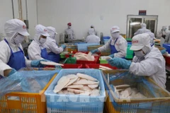 Des ouvriers de l'usine GODACO dans le Parc industriel de My Tho traitent de pangasius à l'export. Photo : VNA