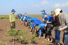 Des jeunes plantent des palétuviers dans la zone forestière côtière protégée. Photo : VNA