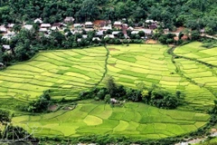 Des villages de l'ethnie Thai avec de magnifiques champs en terrasses. Photo : vietnam.vnanet.vn