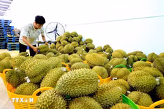 Des durians destinés à l'exportation sont rassemblés dans un entrepôt de fruits du district de Tan Phu, province de Dong Nai. Photo : VNA
