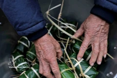 L'art ancestral de l'emballage du "bánh chưng" : un rituel du Têt vietnamien