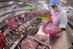 Transformation de filets de pangasius destinés à l'exportation. Photo : VNA