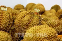 Le Vietnam, nouveau géant incontesté du durian