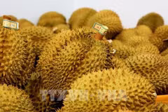 Le Vietnam, nouveau géant incontesté du durian