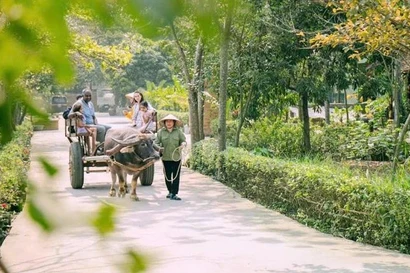 Chaque promenade en charrette à bœufs emmène les touristes le long des chemins de village. Photos: danviet.vn