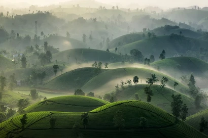 À la fin de l'automne-début de l'hiver, les collines de thé de Long Côc sont souvent cachées dans un épais brouillard. Au petit matin, le paysage devient plus attrayant. Photo: VnExpress
