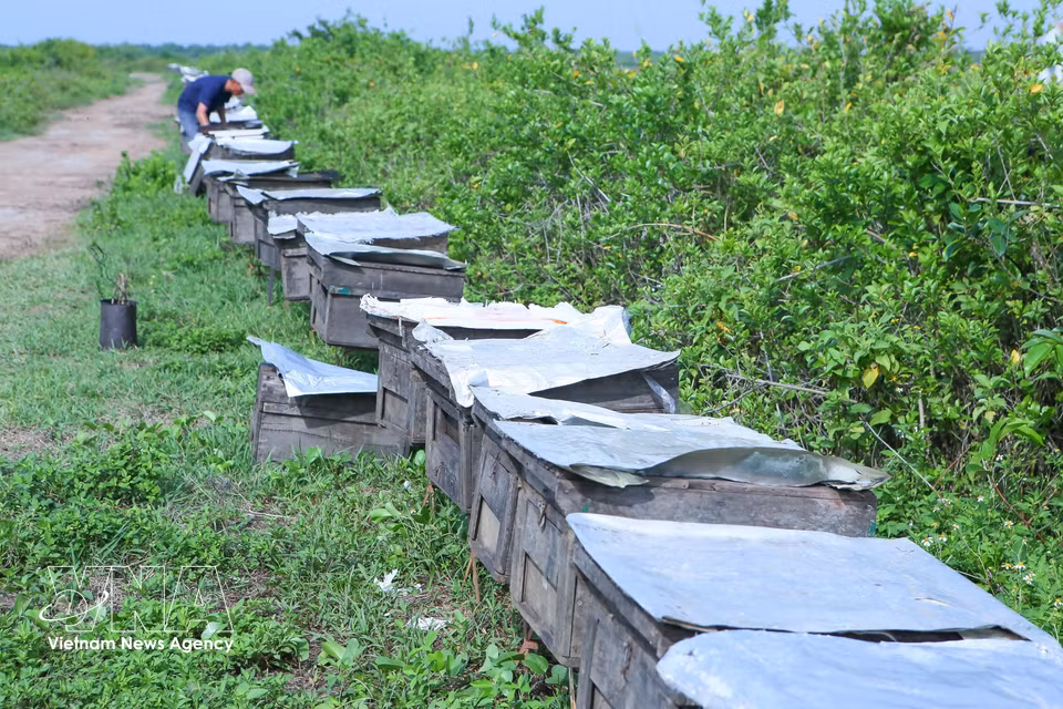 Chaque année, entre 5 000 et 6 000 ruches sont acheminées vers le Parc national de Xuan Thuy pour l'exploitation du nectar de fleurs de palétuviers. Photo: VNA
