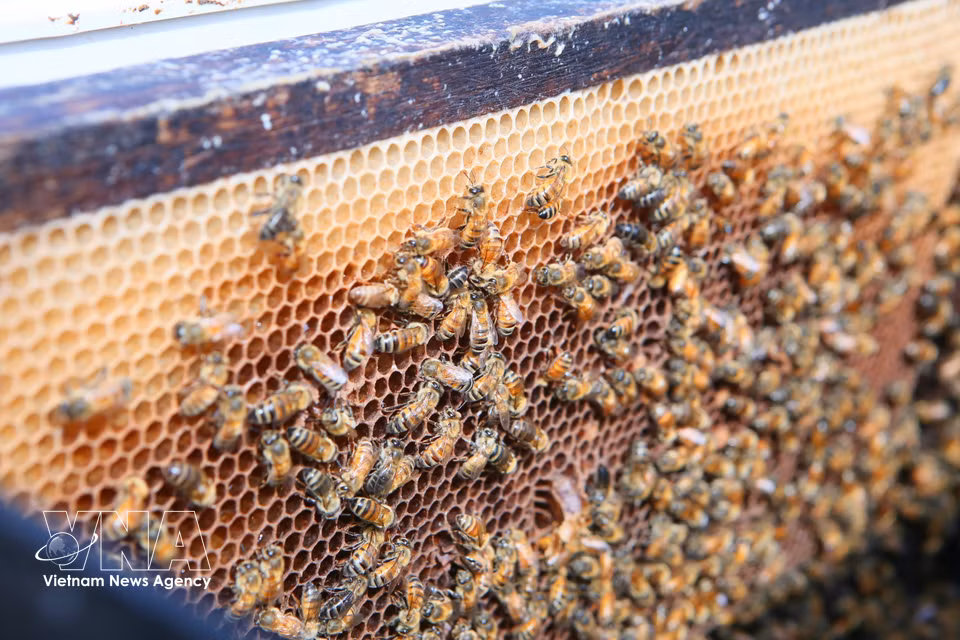 Depuis 2025, de nombreux apiculteurs utilisent des races d’abeilles importées, à haut rendement, adaptées aux régions disposant de ressources florales stables. Photo: VNA