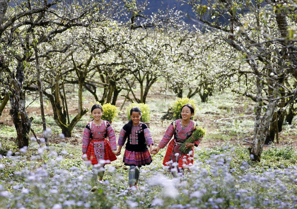 Au printemps, les vallées de pruniers de Moc Chau se couvrent d’un manteau de fleurs d’un blanc immaculé. Photo: Vietnam Illustré