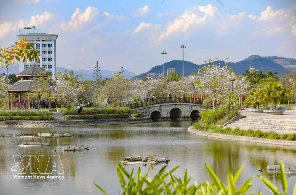 Les fleurs de bauhinia s’épanouissent dans l’enceinte du Parc Vo Thi Sau, quartier de Dien Bien Phu. Photo: VNA