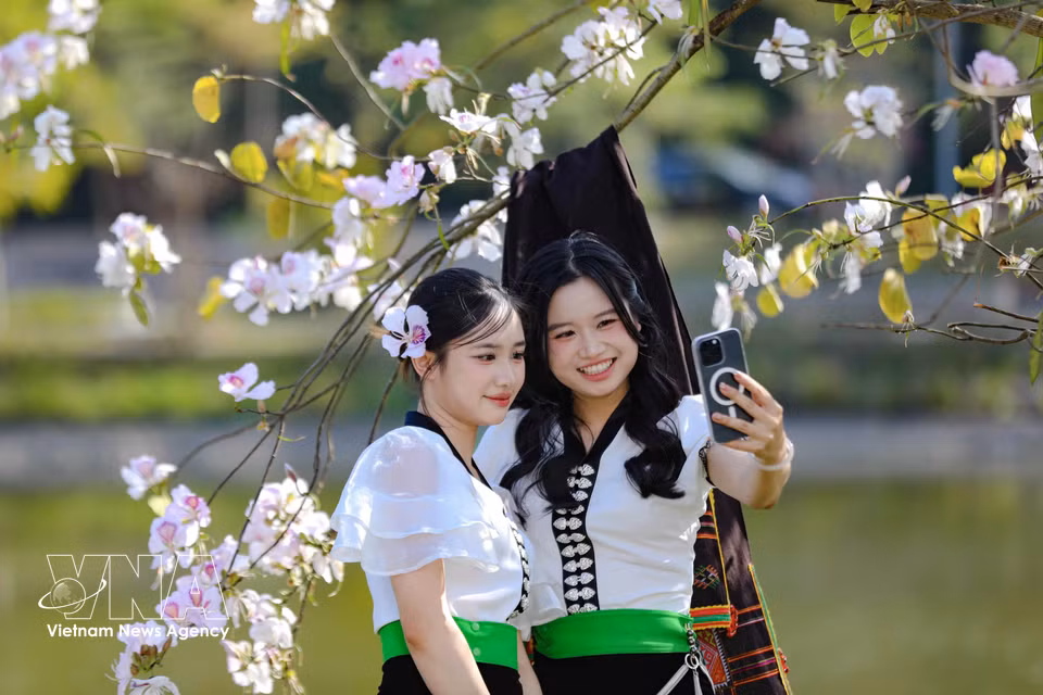 De jeunes femmes thaï, parées de costumes traditionnels, immortalisent l’instant sous les bauhinias en fleurs. Photo: VNA
