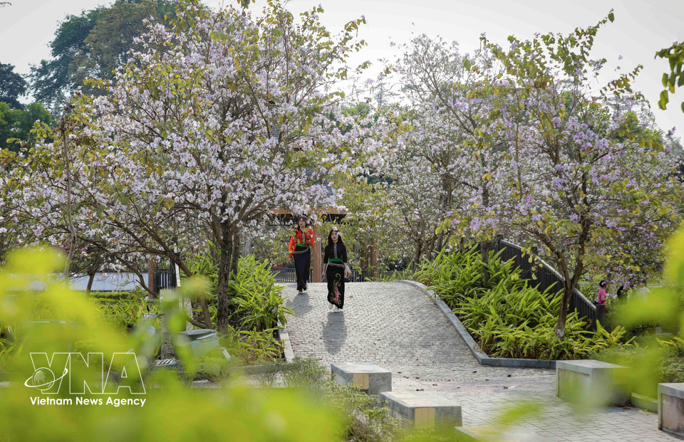 Floraison de bauhinia dans l’enceinte du Parc Vo Thi Sau, quartier de Dien Bien Phu. Photo: VNA
