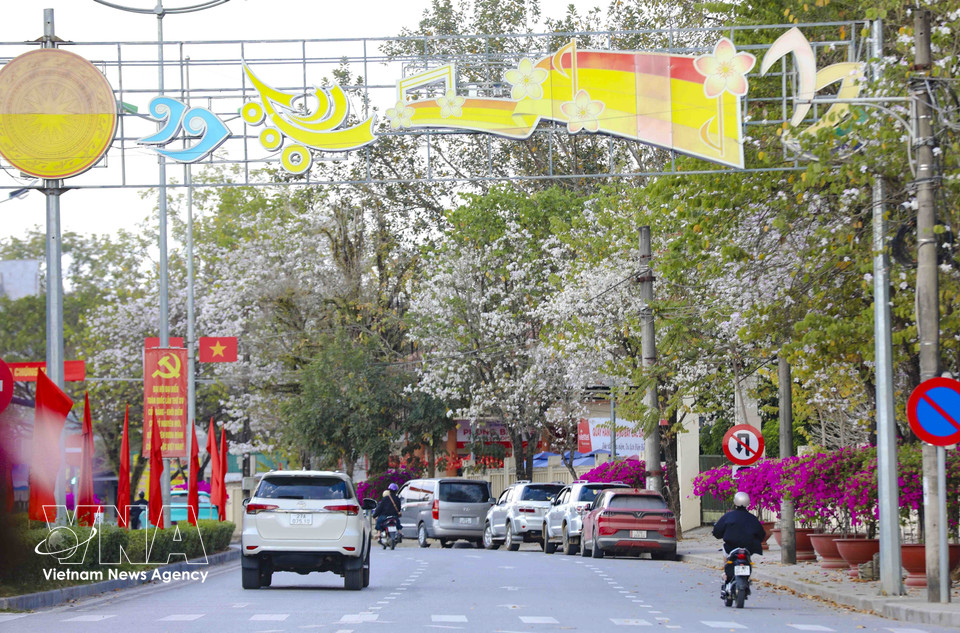 Les bauhinias fleurissent abondamment dans les rues du quartier de Dien Bien Phu, créant une touche emblématique du printemps de cette localité montagneuse. Photo: VNA
