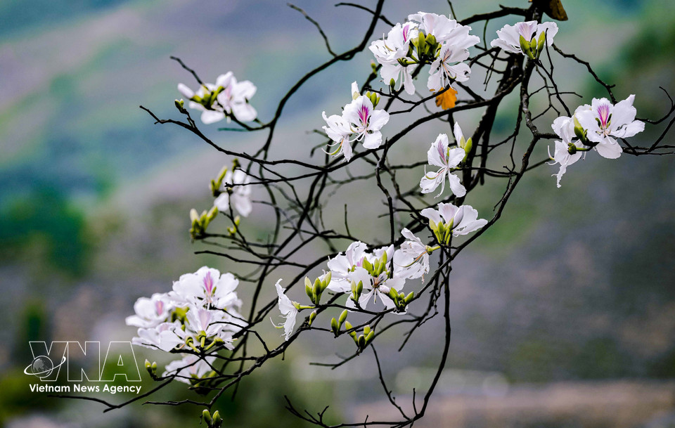 La beauté pure et délicate des fleurs de bauhinia. Photo: VNA
