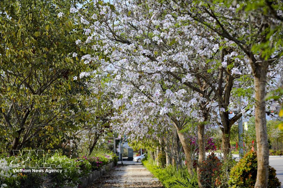 Les frondaisons de bauhinias en pleine floraison le long des avenues contribuent à apaiser le rythme animé de Dien Bien Phu. Photo : VNA