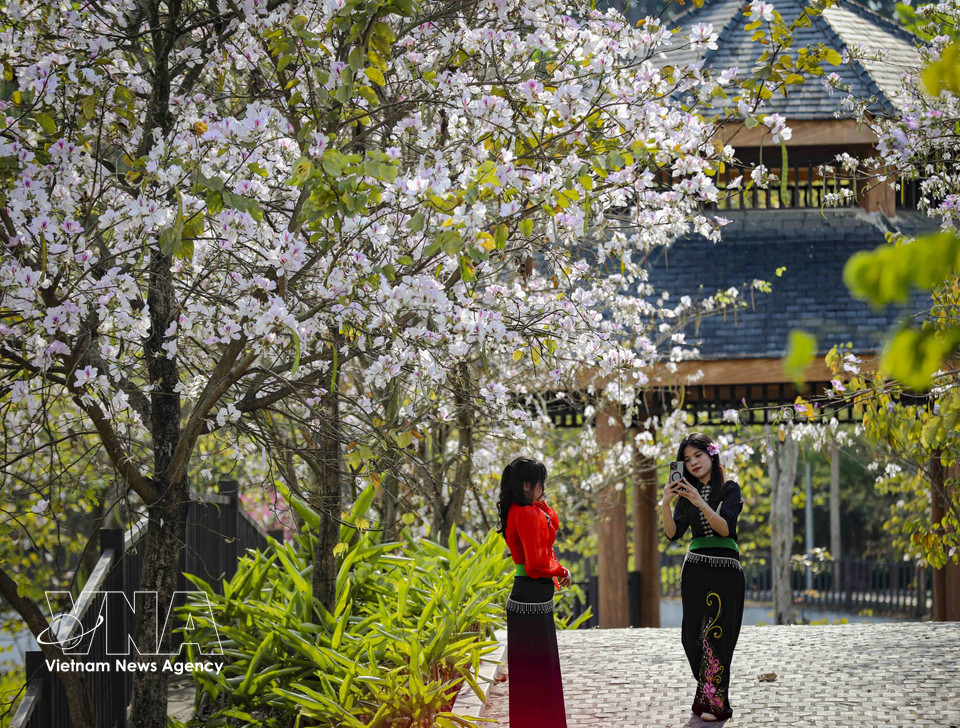 Les jeunes se pressent, appareils et smartphones en main, pour immortaliser l’éclat éphémère de la saison des bauhinias en fleurs. Photo: VNA