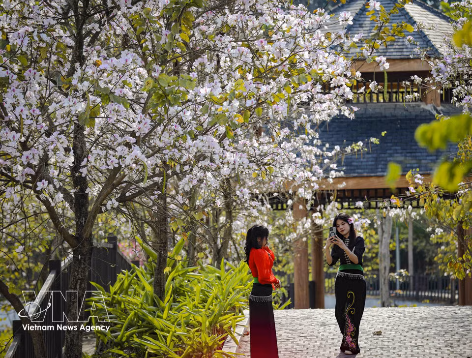 Les jeunes se pressent, appareils et smartphones en main, pour immortaliser l’éclat éphémère de la saison des bauhinias en fleurs. Photo: VNA