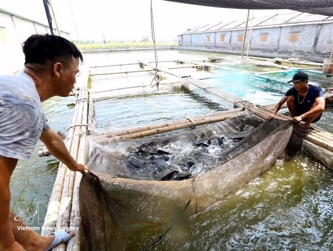 L’entreprise privée Son Nguyêt, spécialisée dans la production et le commerce de produits aquatiques à Rang Dong (province de Ninh Binh), exploite plus de 2 hectares d’élevage de gobies et de mérous. Sa production annuelle dépasse 500 tonnes de poissons commercialisables, générant un chiffre d’affaires d’environ 60 milliards de dôngs.Photo : VNA