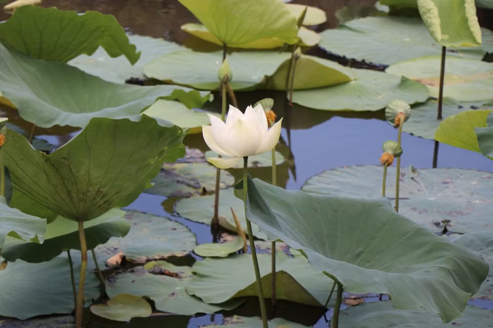 Le lotus blanc de Huê est pur et élégant. Photo: VNA