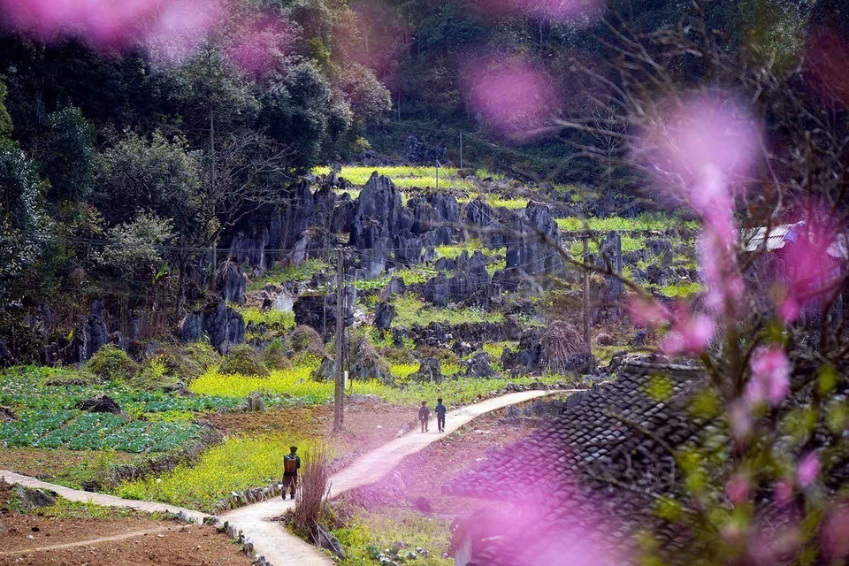 Le plateau karstique de Dông Van, géoparc mondial UNESCO, est situé dans la province de Tuyên Quang, au Nord du Vietnam. Photo: VNA