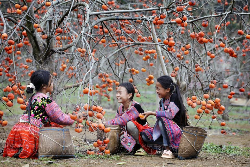 Le printemps à Moc Chau marque également la saison de la récolte des kakis. Photo: Vietnam Illustré