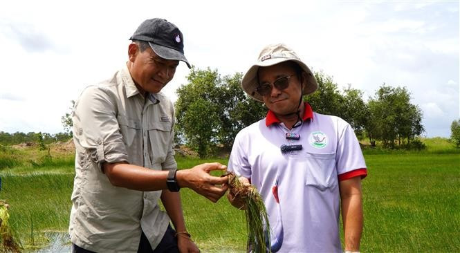 Le Dr Trân Triêt (à gauche) se réjouit de la restauration réussie de l'Eleocharis dulcis, la source alimentaire essentielle de la grue antigone. Photo : Photo: VNA