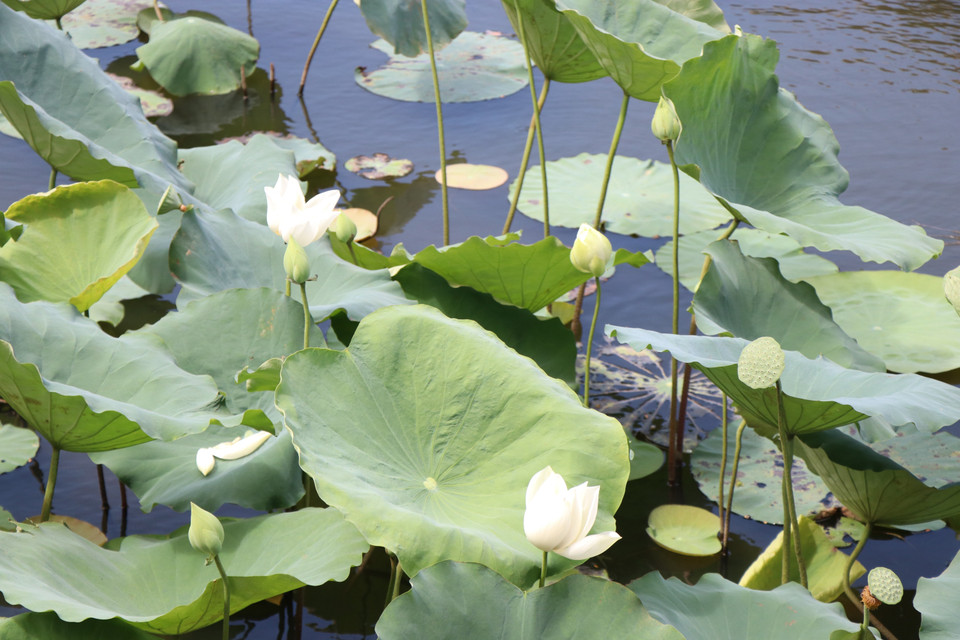 L'été marque le début de la floraison des lotus de Huê, qui déploient alors leurs couleurs et répandent leur parfum. Photo: VNA