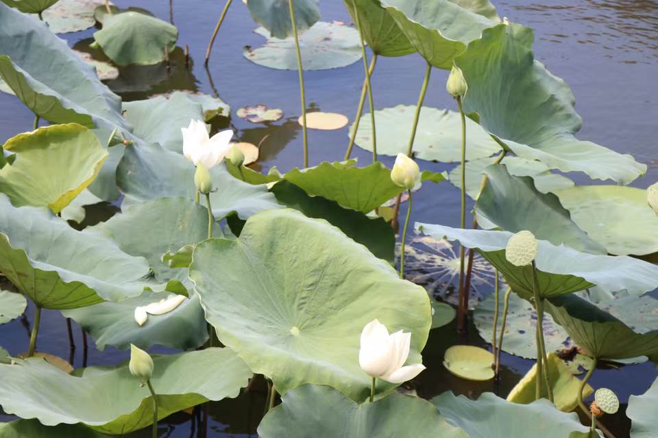 L'été marque le début de la floraison des lotus de Huê, qui déploient alors leurs couleurs et répandent leur parfum. Photo: VNA
